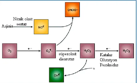 Şekil 2.3. ROS ( Reaktif oksijen türleri)’un oluşumu (87) 