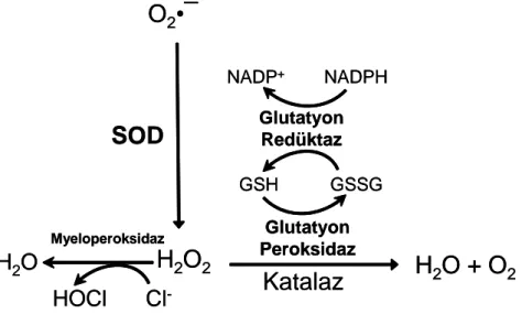 Şekil 2.5. Antioksidan enzim sistemleri 