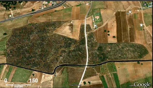Şekil 2.2. Çalışmanın yapıldığı  kızılçam tohum bahçesinin uydudan alınan 1176 m  yükseltiden görüntüsü [Klonlara ait ağaçlar (rametler), fotoğrafın ortasındaki  sıra ve sütunlarda noktalar halinde görülmektedir] 