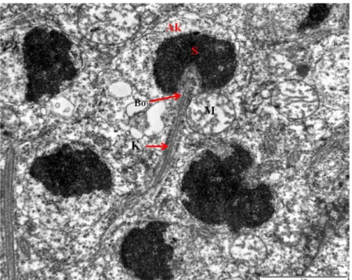 Şekil 4.39. Elektron mikrokopik M 4  evresindeki bir sperm hücresi (Skala  bar:2µm) S:  Sperm başı Ak: Akrozom Bo: Boyun K: Kuyruk bölgesi  M: Mitokondri 