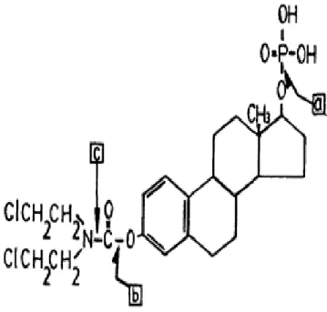 Şekil 2.3. Estramustin fosfatın kimyasal yapısı. Ok işaretleri (a) fosfataz, (b) estraz ve (c) proteaz ile        bölünebilen bölgeleri gösterir (78)