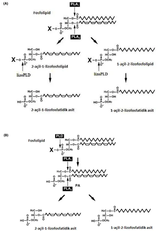Şekil 2.6. Lizofosfatidik asit  yolakları (A: PLA1/PLA2-lizoPLD yolağı, B: PLD-PLA1/PLA2 yolağı)     (PLD: fosfolipaz D, PLA 1  : fosfolipaz A 1  , PLA 2  : fosfolipaz A 2 , lizoPLD: lizofosfolipaz D)  (95)
