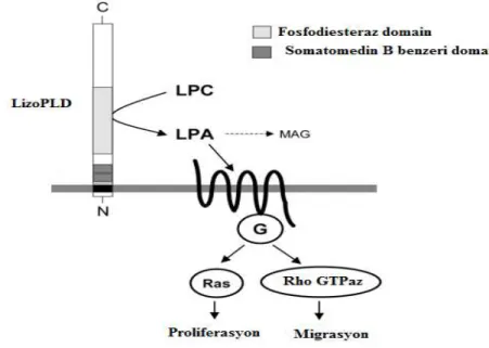 Şekil  2.9.  Lizofosfatidik  asidin  lizofosfolipaz  D  tarafından  üretilmesi  ile  lizofosfatidik  asidin,  G  proteini bağlı reseptörlere bağlanarak hücresel cevap oluşturması (MAG: monoaçilgliserol,  LPA: lizofosfatidik asit, LPC: lizofosfatidil kolin,