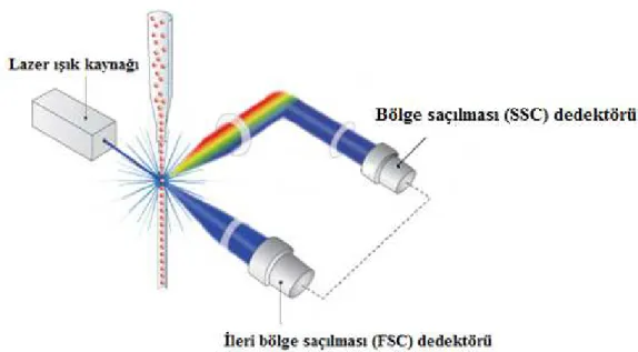 Şekil  3.2.  Lazer  ışığı  ile  hücrenin  etkileşmesi  ve  bu  etkileşme  sırasında  hücreden  saçılan  ışının  gösterimi