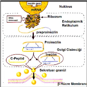 Şekil 2.1. Pankreas β hücresinde insülin sentez ve sekresyonu