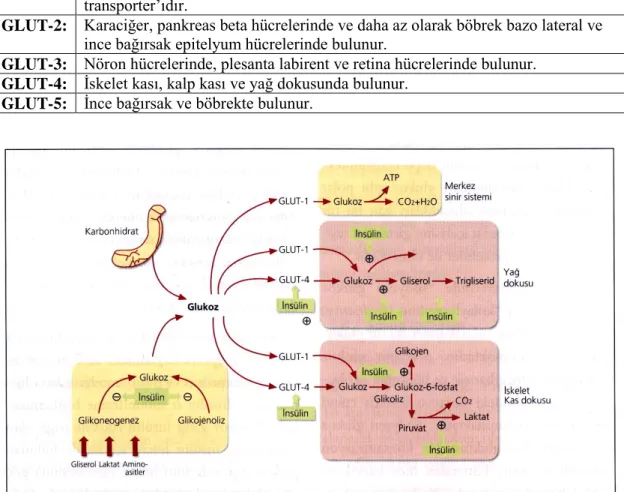 Tablo 2.1. Farklı dokularda yerleşmiş glukoz içi taşıyıcı proteinler (GLUT) 