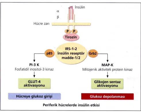 Şekil 2.5. İnsülin reseptör uyarısı, fosforilasyon kaskadı ve periferik hücrelerde insülinin etkisi 