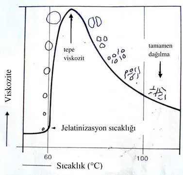 ġekil 2.2. NiĢasta granüllerinin jelatinizasyon sırasında değiĢimi (Swinkels 1985) 