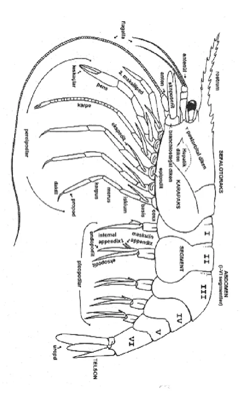Şekil 1.1. Bir karidesin vücut bölümleri 