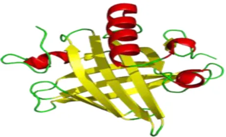 Şekil 1.7. Ana idrar proteinlerinin genel tersiyer yapısı 