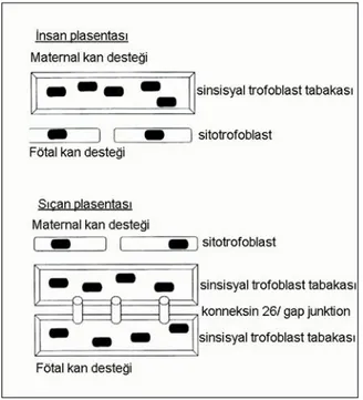 Şekil 2.2.1.  Hemomonokoryal ve hemotrikoryal tip plasentalarda trofoblastik hücre katı  görünümleri [29]