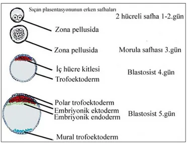 Şekil 2.3.1.1. Sıçan plasentasyonunun erken safhaları [32]. 