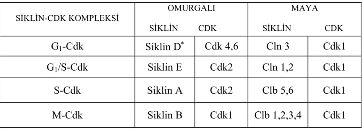 Tablo 2.5.1.1.  Omurgalı ve mayalardaki hücre siklusu evrelerinde aktivite gösteren siklin- siklin-cdk   kompleksleri