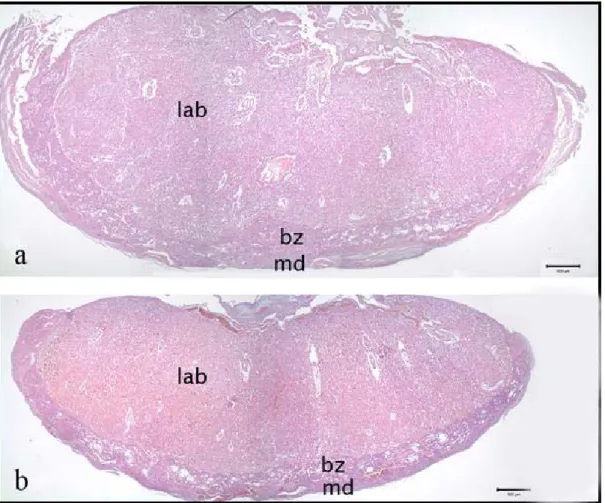 Şekil 4.2.1.    Kontrol (a) ve deney (b) grubunun plasentalarında labirent (lab), bağlantı zonu  (bz) ve maternal desidua (md) görülmektedir