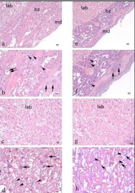 Şekil 4.2.2.Kontrol (a-d) ve deney (e-h) grubu plasentalarının bağlantı zonu (bz) ve labirent  kısımları (lab)