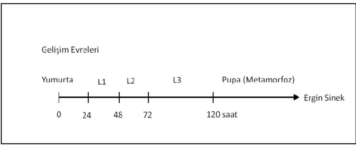 ġekil 2.1. Drosophila melanogaster‟in geliĢim evreleri (Graf vd 1984) 