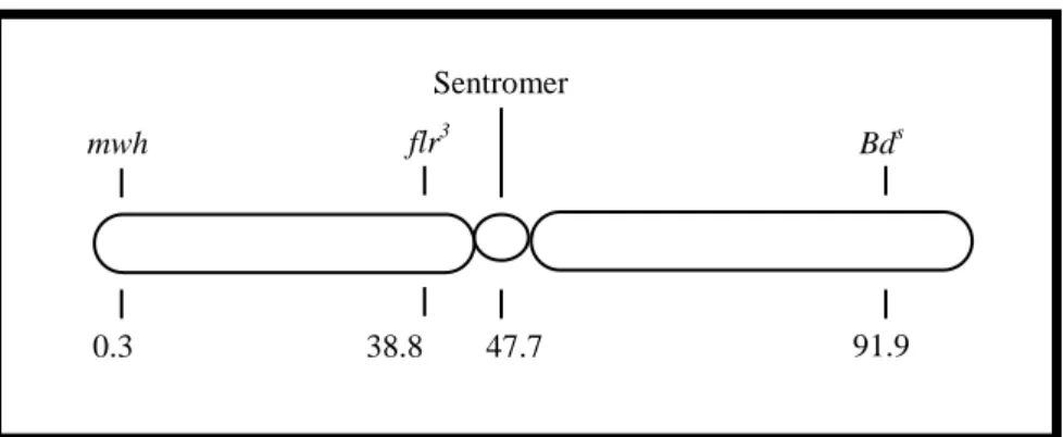 ġekil  2.4.  Drosophila  kanat  somatik  mutasyon  ve  rekombinasyon  testinde  kullanılan  belirleyici genlerin üçüncü kromozom üzerindeki yerleĢimleri (Kaya 2000) 