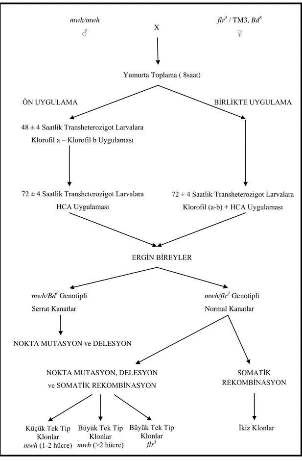 ġekil  2.9.  Drosophila  melanogaster’de  kanat  somatik  mutasyon  ve  rekombinasyon  testinin Ģematik olarak gösterilmesi 