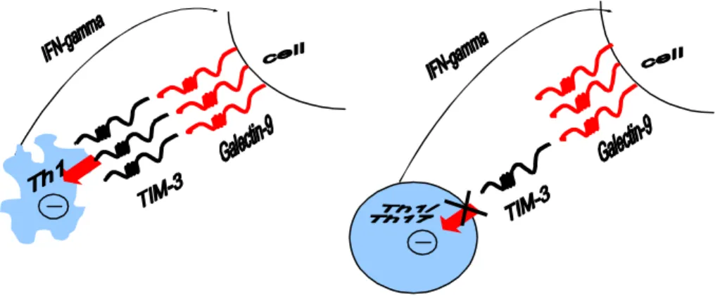 Şekil 1.2.  TIM-3 ve galectin-9 interaksiyonu(66)