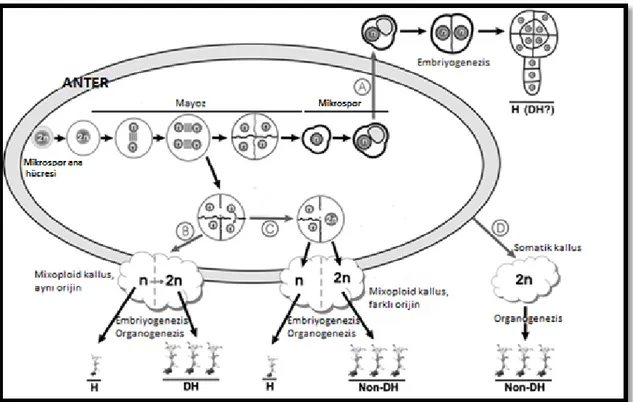 Şekil 2.2. Anter kültüründe farklı  in vitro gelişim alternatiflerini gösteren diyagram ( Segui- Segui-Simarro ve Nuez 2007)