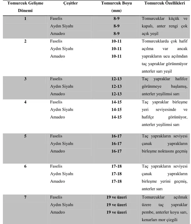 Çizelge 4.1. Faselis , Amadeo ve Aydın Siyahı çeşitlerinde tomurcuk uzunlukları ve bu  uzunluklara ait tomurcuk özellikleri  