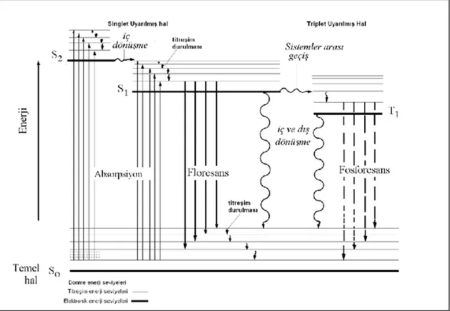 Şekil 1.11. Bir molekülün floresans ve fosforesans ışımalarını gösteren enerji diyagramı    