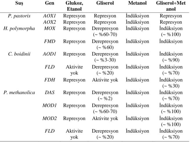 Çizelge 2.1. Metilotrofik mayalarda karbon kaynaklarının AOX geni üzerine represyon  ve derepresyon etkisi (Hartner ve Glieder (2006)’ın çalışmasından birebir alınmıştır)