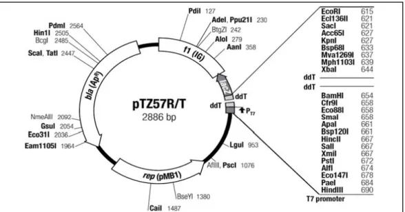 Şekil 3.1. Yapışkan uçlu PZR ürünlerinin klonlanmasında kullanılan pTZ57R/T plazmiti 
