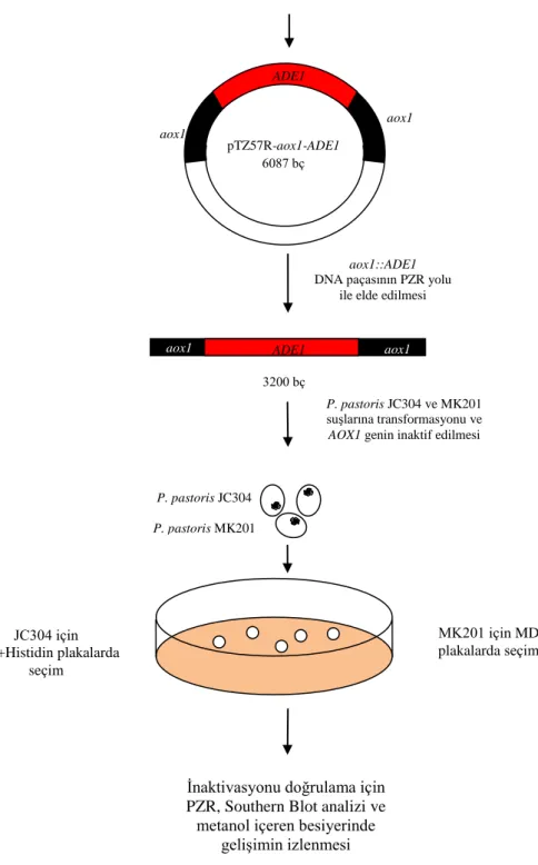 Şekil 4.1.’in devamı. AOX1 geninin inaktivasyon basamaklarının şematik gösterimi 