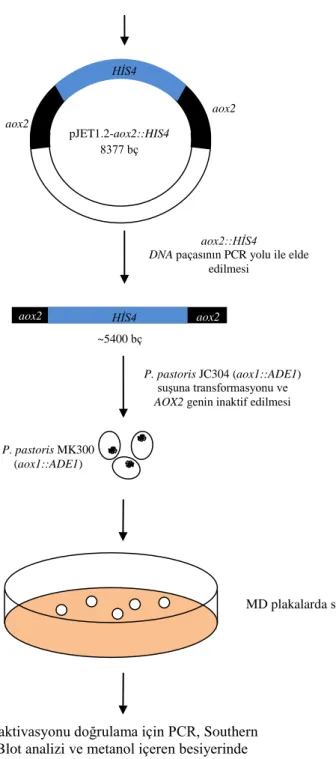 Şekil 4.2.’nin devamı. AOX2 geninin inaktivasyon basamaklarının şematik gösterimi 