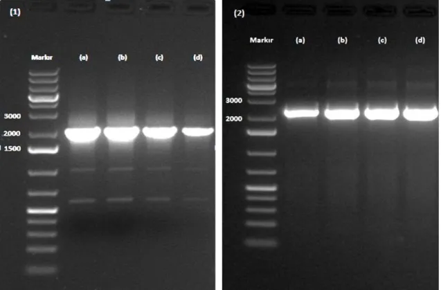 Şekil  4.3.  PZR  ile  elde  edilen  P.  pastoris  AOX1  ve  AOX2  genlerinin  agaroz  jel  görüntüsü  (1):AOX1  ve  (2):AOX2,  M:1kb  markır  (a)-(d):Farklı  sıcaklık  uygulamaları