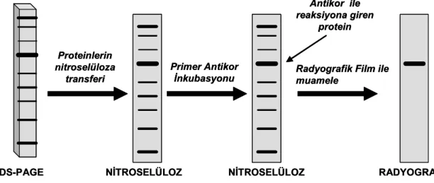 Şekil 3.4. SDS-PAGE ve Western Blot Analizi 