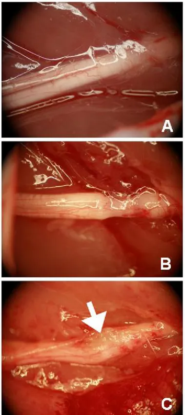 Şekil 4.3.Ezi grubu 48. saat alt grubun cerrahi operasyon öncesi (A), cerrahi operasyon  sonrası(B) ve sakrifasyon günü (C) morfolojik görünümü