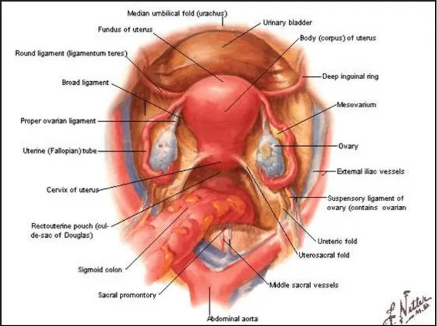 Şekil 2.1.a  Ovaryum Anatomisi [9] 