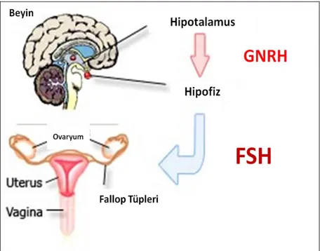 Şekil 2.5.1. GnRH ile FSH ilişkisi. 