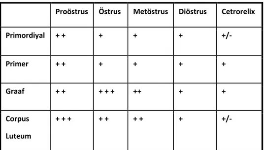 Tablo 4.1.1.: Sikluslar arası ve cetrorelix grubuna ait visfatin ekspresyonunun semikantitif                               değerlendirmesi.( 0: Negatif, +/-: Zayıf pozitif; +: Pozitif; ++: Kuvvetli pozitif;                             