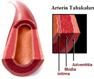 Şekil  2.1. Arteriyal Duvarın Segmentleri. Arteriyal segmentler içten dışa doğru tek katlı epitelyum  tabakası (intima), düz kas hücre tabakası (media), fibroblast ve elastik fiberlerin (adventisya)  oluşturduğu yapılardan meydana gelmiştir