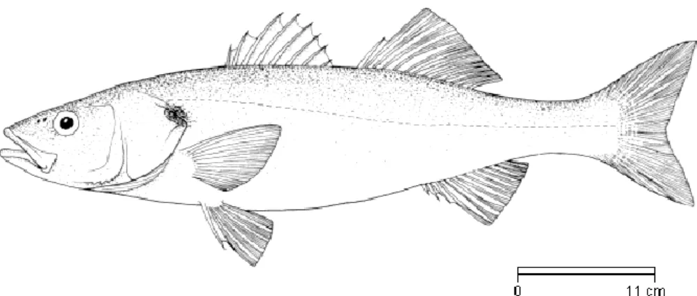Şekil 2.1. Levrek balığı (Fischer vd 1987) 