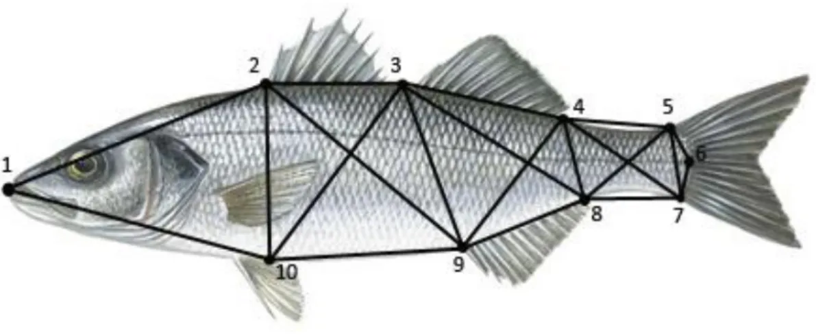 Şekil  3.2.  Levrek  balığında  TRUSS  Ağ  Analizi  için  belirlenen  sınırlar  ve  ölçülen  mesafeler 