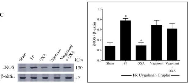 Şekil 4.8. iNOS protein ekspresyonu düzeyleri 