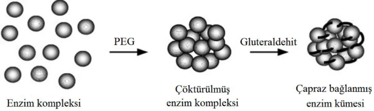 Şekil 2.5.Taşıyıcı bağlama metotları (Kourkoutas vd 2004) 
