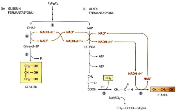 Şekil 2.8. Glukozdan etanol üretim reaksiyonu (Tunail 2009) 