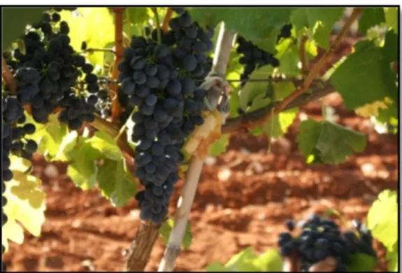 Şekil 3.4. Shiraz üzümünde ben düşme 