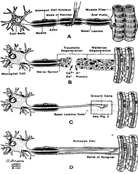 Şekil  2.5.Periferik  sinir  kesisi  sonrası  rejenerasyon  süreçleri.  A-  Sinir  kesisi  sonrası  hücre  gövdesindeki değişiklikler, B- Travmatik ve Waller dejenerasyonu, C- Büyüme konisi  oluşumu,  D-  Büyüme k onisinden  gelişen  sinir  liflerinin  Sch