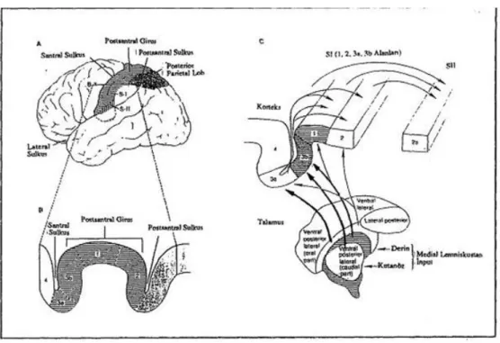 Şekil 2.9.Somatosensoriyel korteks [99].  
