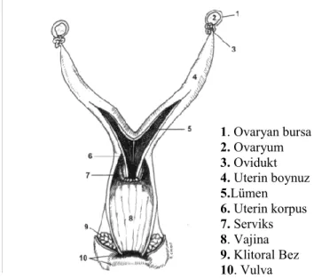 Şekil 2.2.  Farede dişi üreme sistemi (17) 