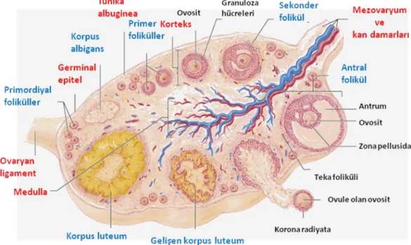Şekil 2.6. Ovaryumda folikülogenez (45)