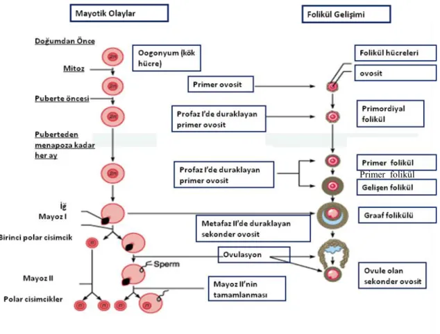 Şekil 2.10. Folikülogenez sürecinde ovosit maturasyonu (115) 