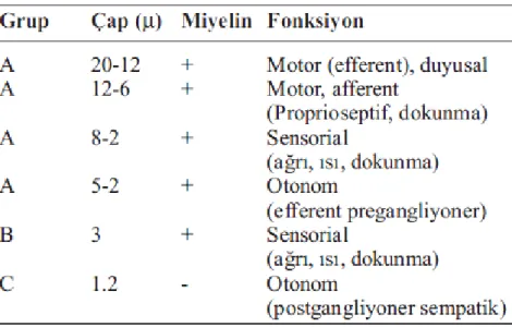 Tablo 2.1. Sinir liflerinin özellikleri ve fonksiyonları  