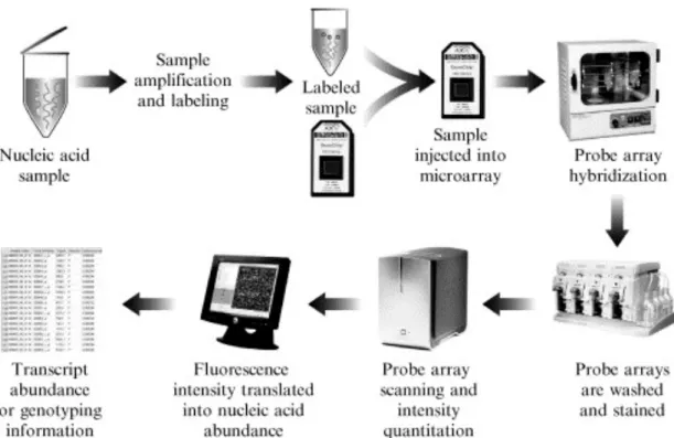 Şekil 2.2. GeneChip teknolojisi ile gen ekspresyonunun ölçülmesini anlatan örnek iş akış şeması [96]